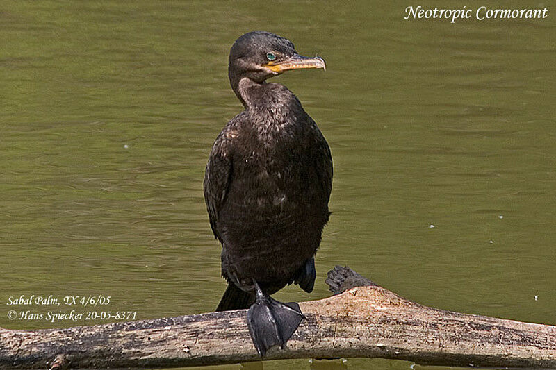 Neotropic Cormorant