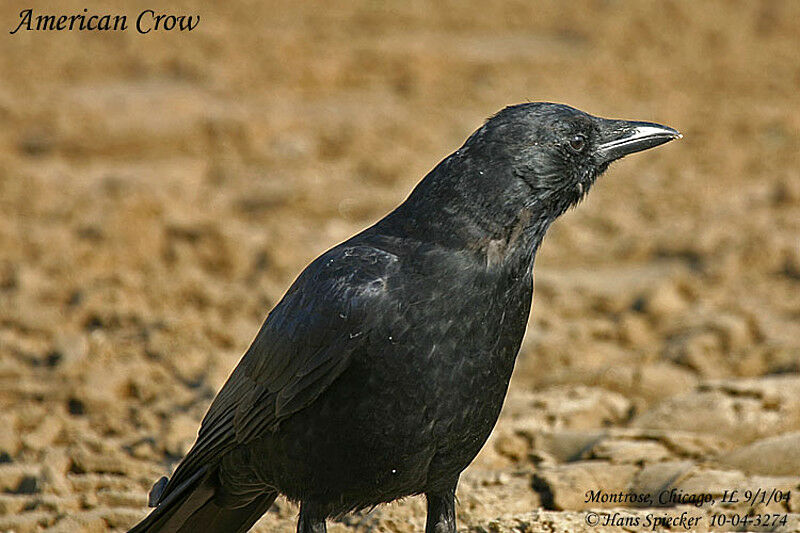 American Crow