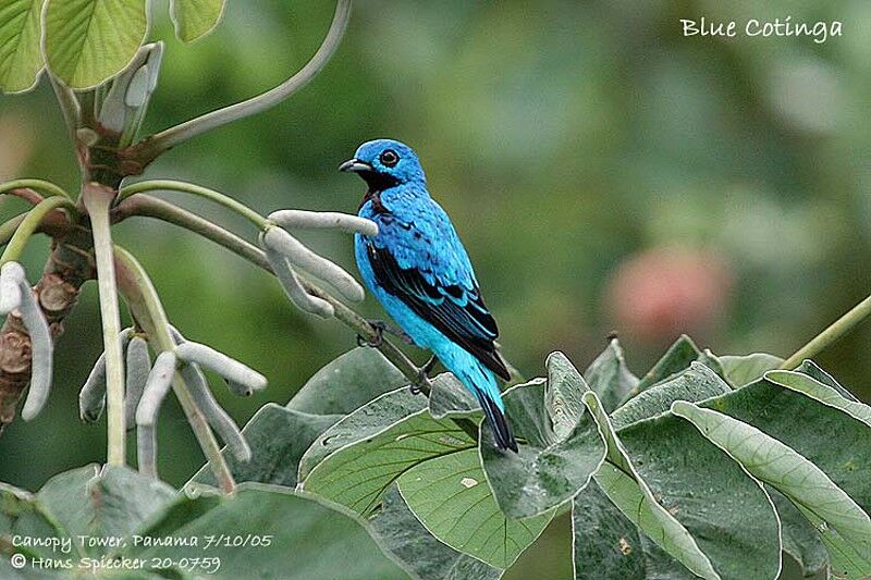 Blue Cotinga