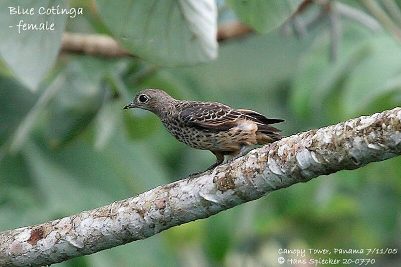 Cotinga bleu