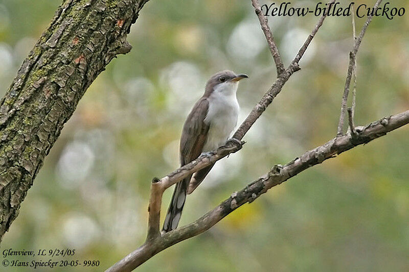 Yellow-billed Cuckoo