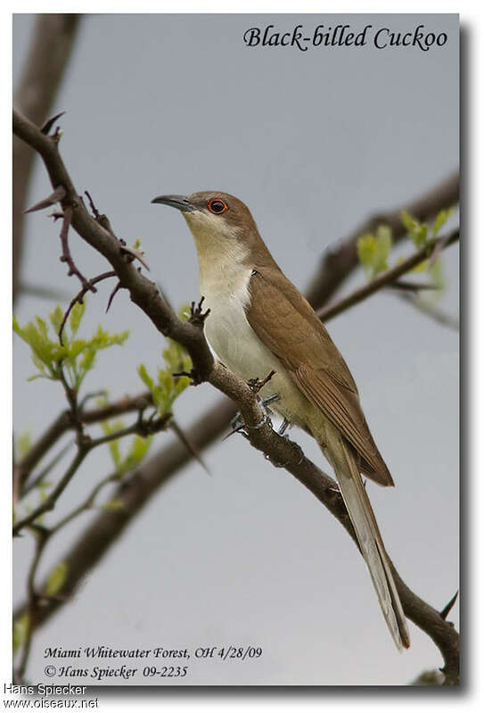 Black-billed Cuckooadult, identification