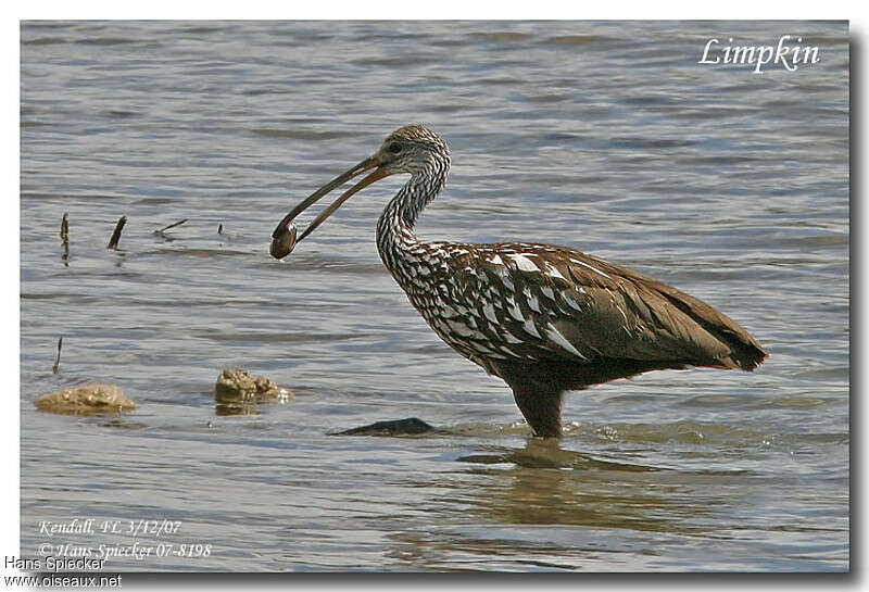 Courlan brunadulte, régime, pêche/chasse