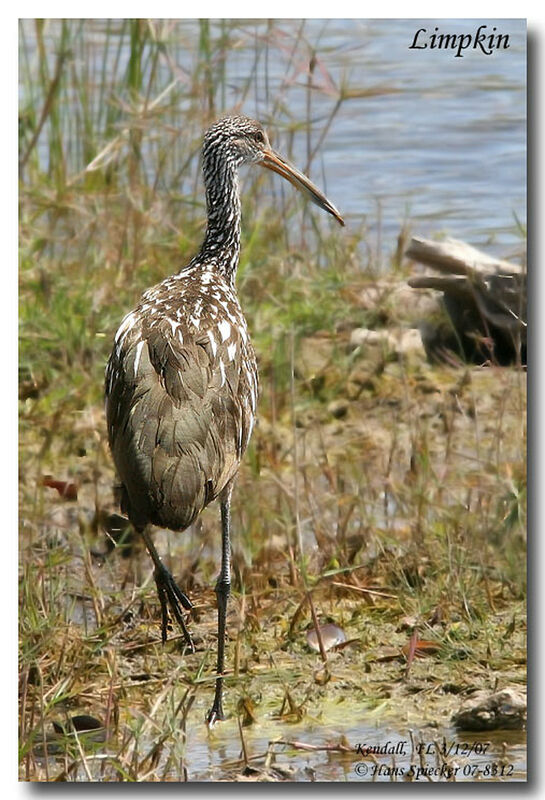 Limpkin