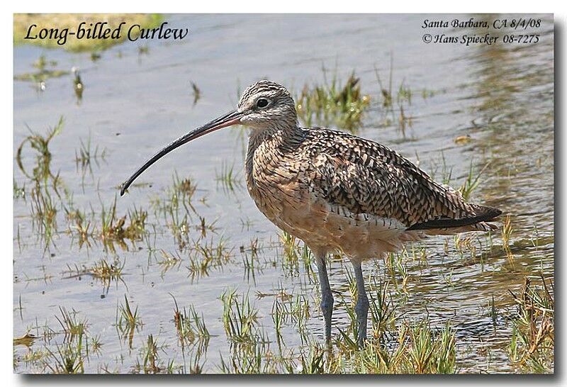 Long-billed Curlewadult