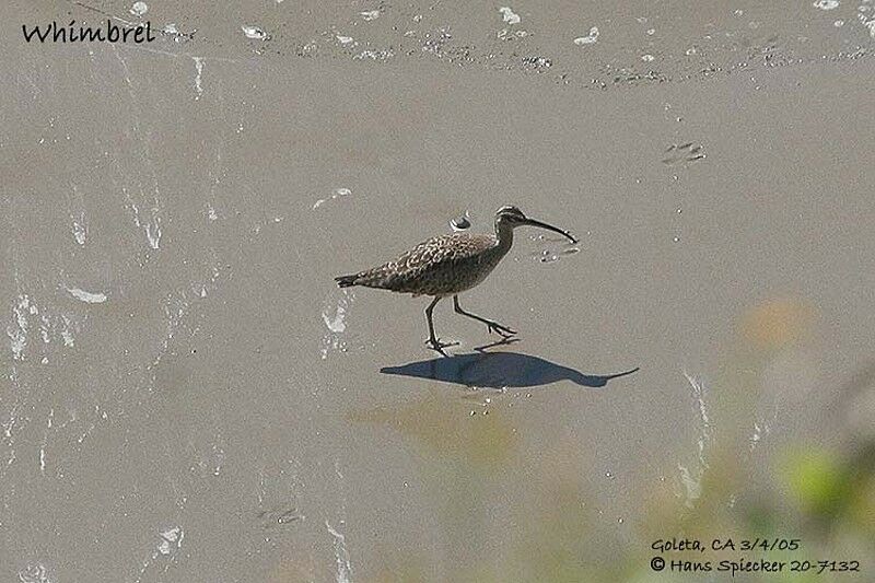 Eurasian Whimbrel