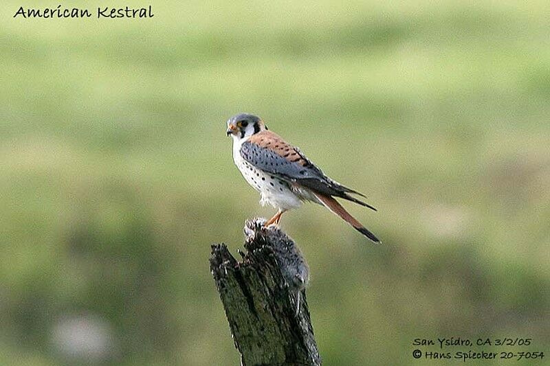 American Kestrel