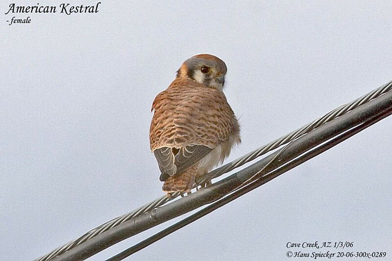 American Kestrel