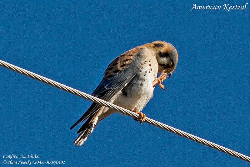 American Kestrel