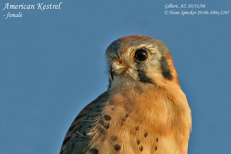 American Kestrel male adult