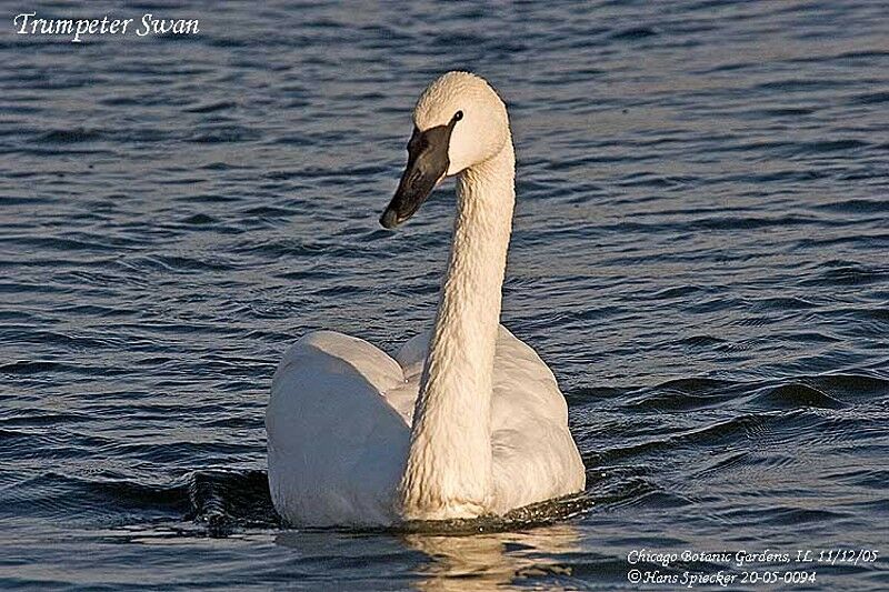 Trumpeter Swan