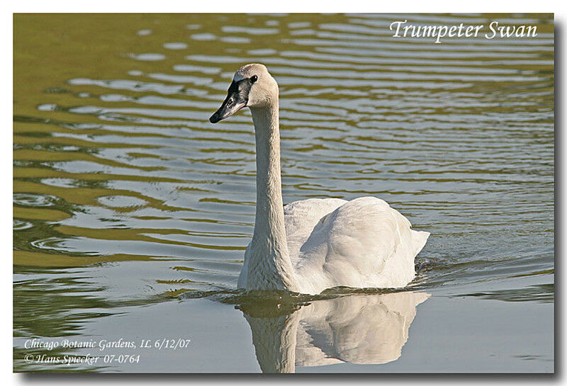 Cygne trompetteadulte