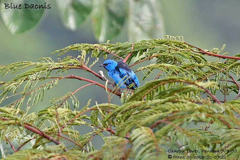 Dacnis bleu