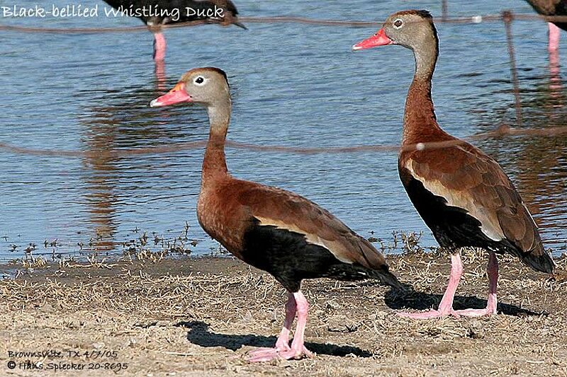 Black-bellied Whistling Duck