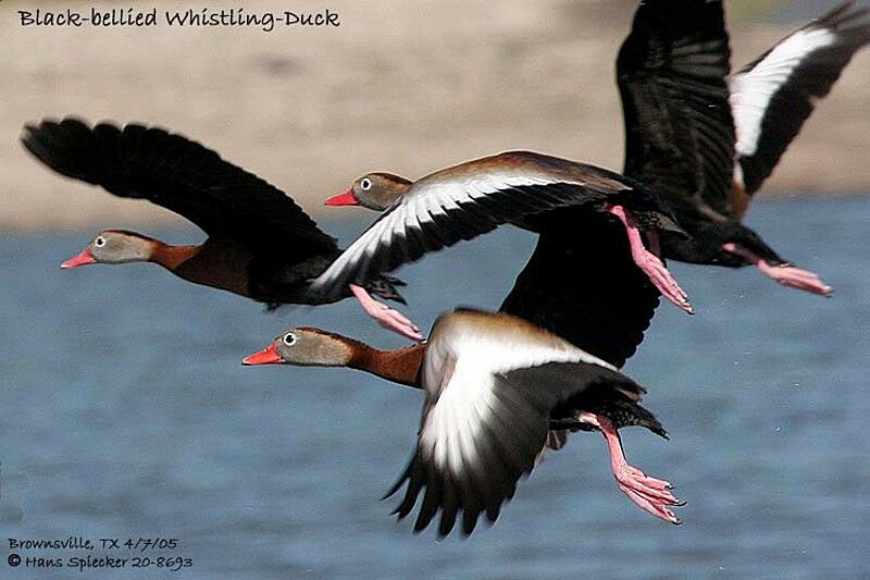 Dendrocygne à ventre noir