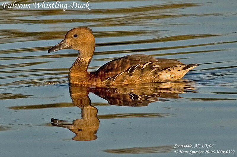 Fulvous Whistling Duck