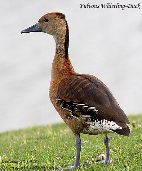 Fulvous Whistling Duck