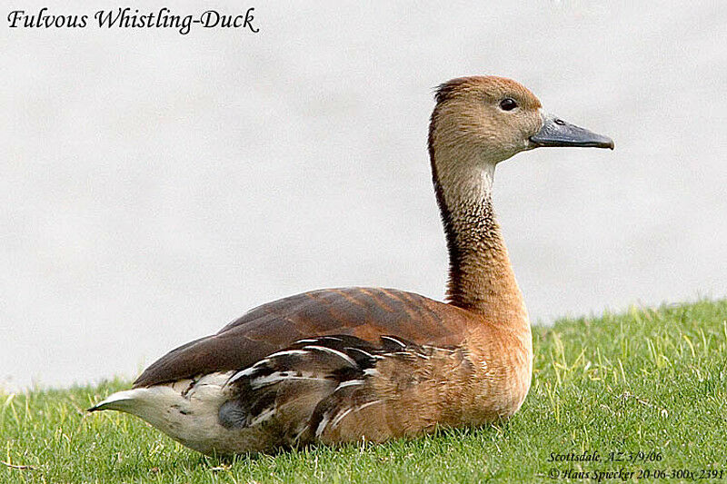 Dendrocygne fauve