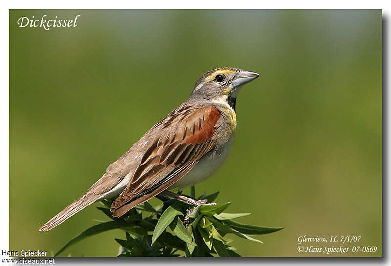 Dickcissel male adult, identification