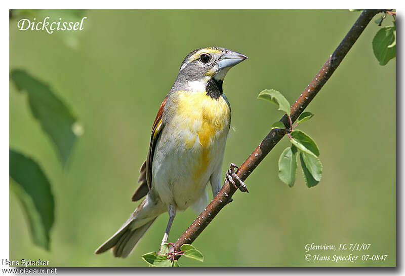 Dickcissel male adult breeding, close-up portrait