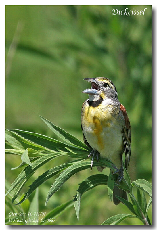 Dickcissel male adult