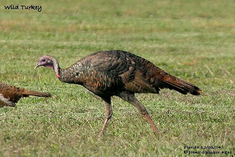 Wild Turkey