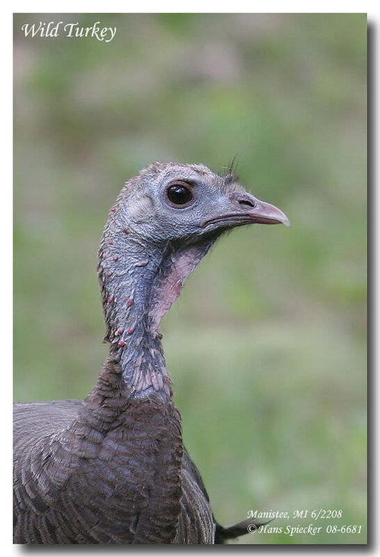 Wild Turkey male immature