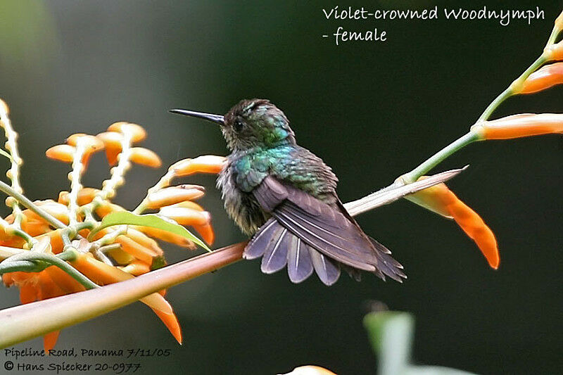 Crowned Woodnymph