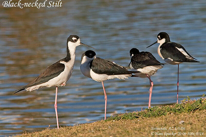 Black-necked Stilt