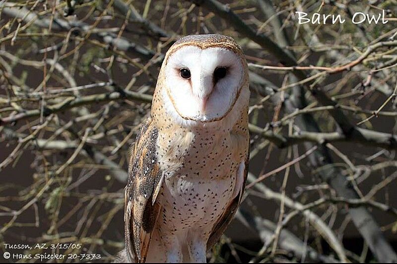 American Barn Owl