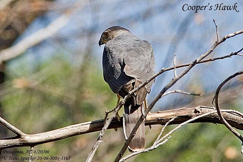 Cooper's Hawkadult