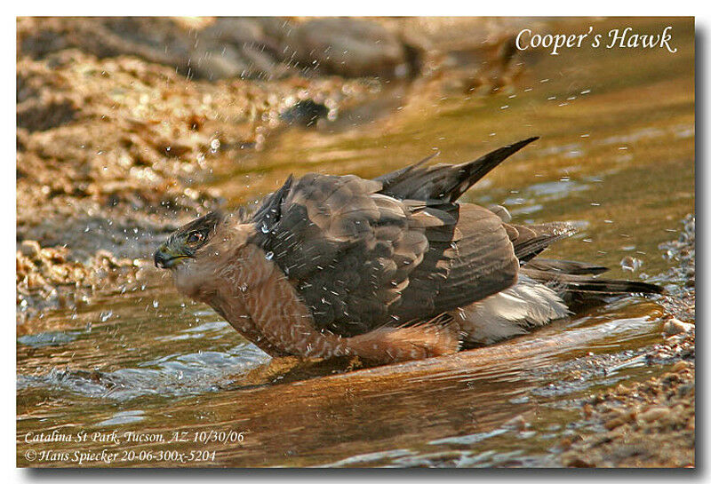 Cooper's Hawkadult