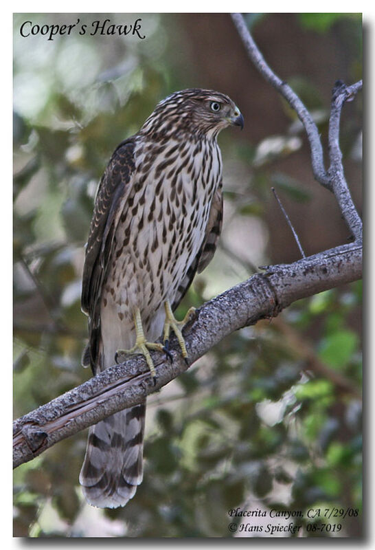 Cooper's Hawkjuvenile