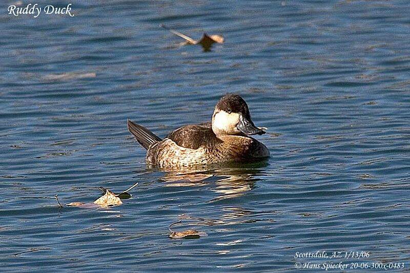 Ruddy Duck