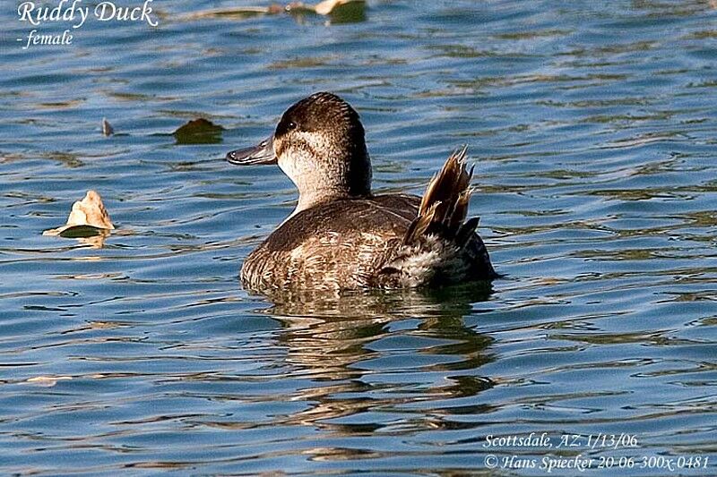 Ruddy Duck