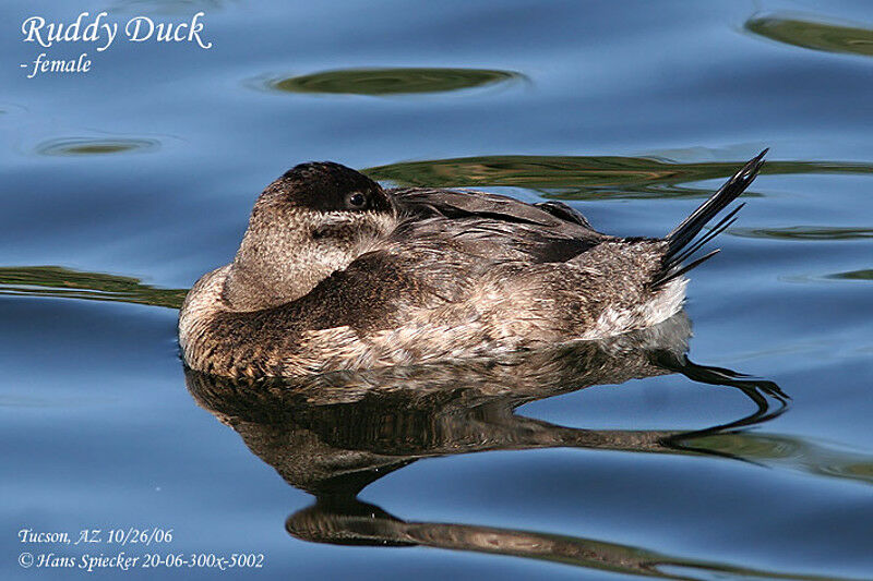 Ruddy Duck female adult