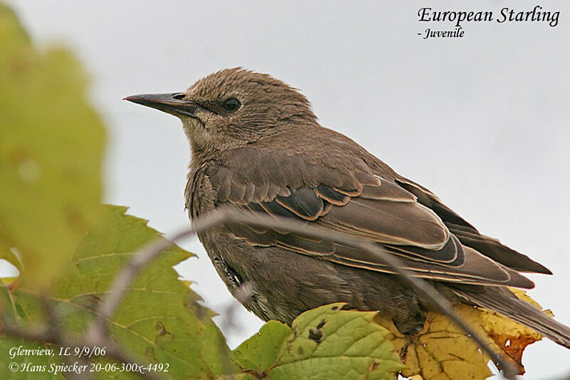 Common Starling