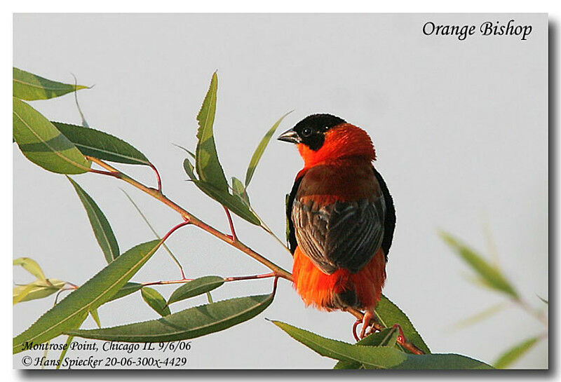 Northern Red Bishop male