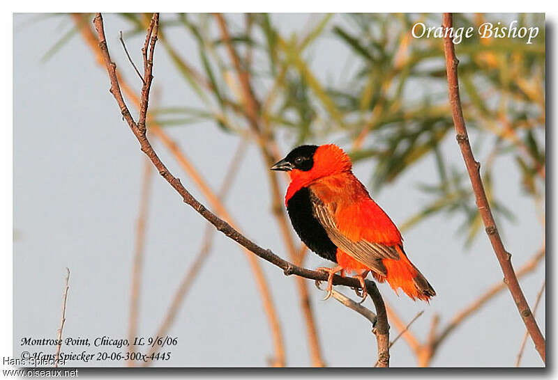 Northern Red Bishop male adult breeding