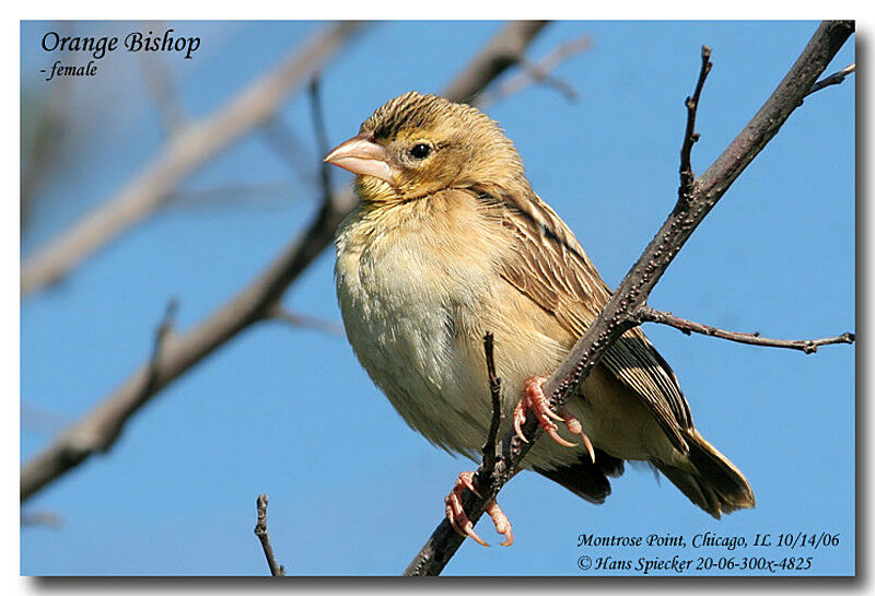 Northern Red Bishop female adult