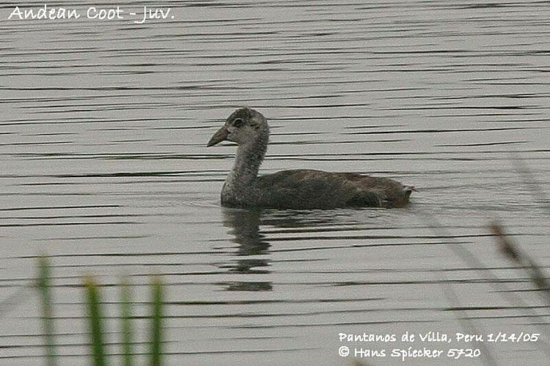 Andean Coot