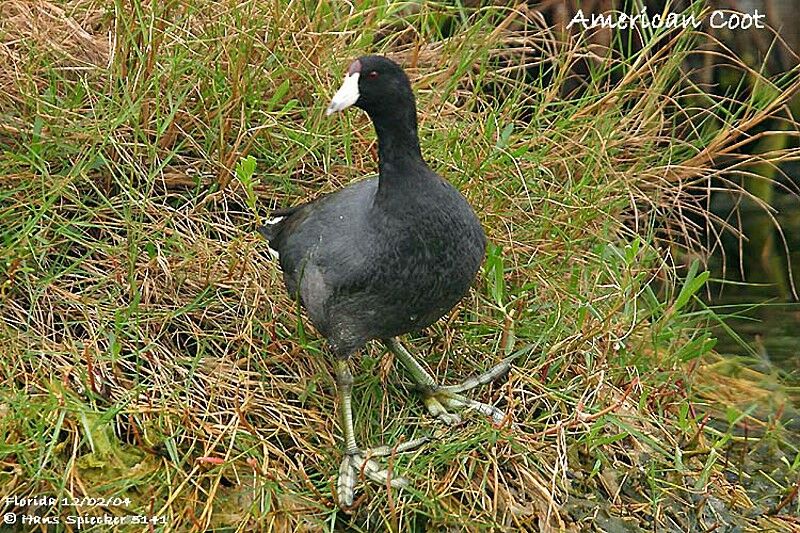 Foulque d'Amérique