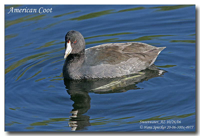 American Cootadult