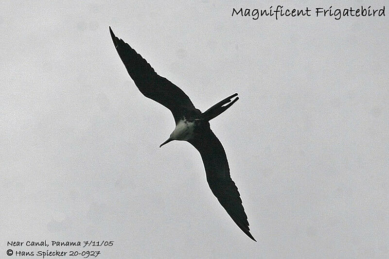 Magnificent Frigatebird