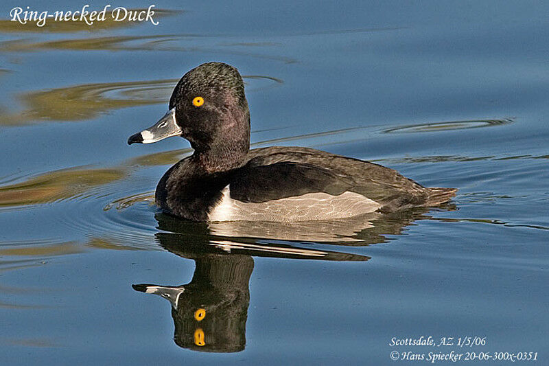 Ring-necked Duck