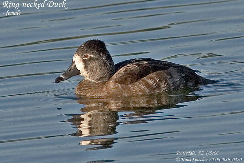 Ring-necked Duck