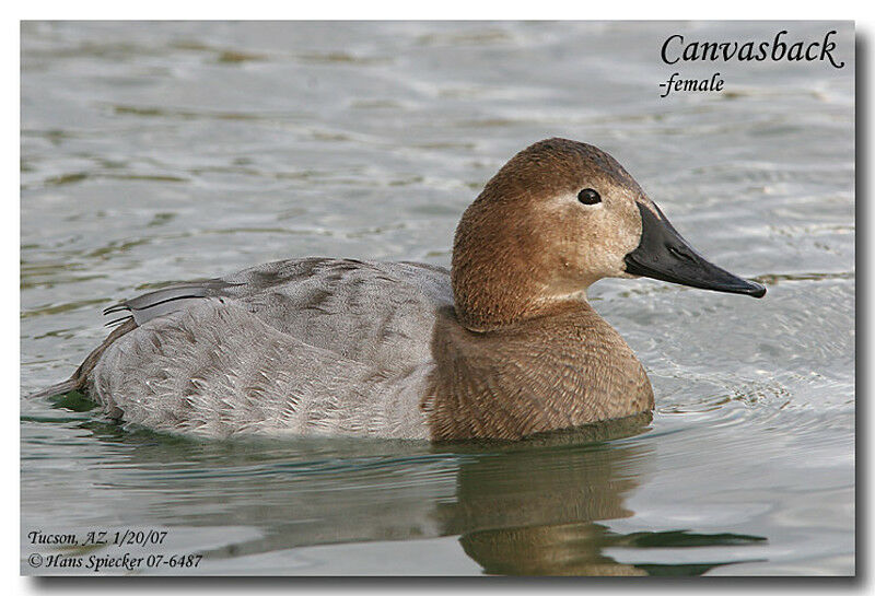 Canvasback female adult breeding