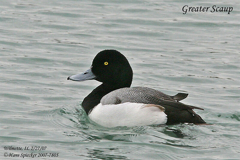 Greater Scaup male adult