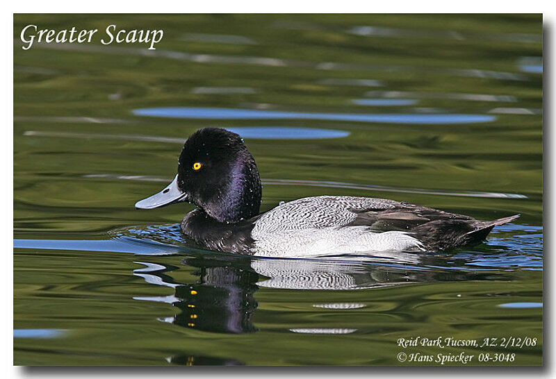 Greater Scaup male adult