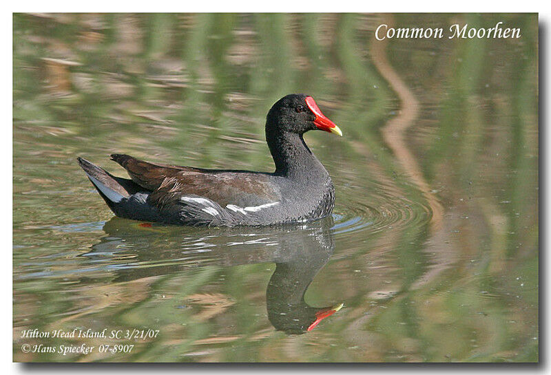 Gallinule poule-d'eauadulte